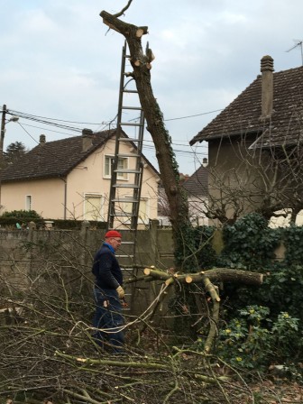 Chene_2.jpg, mar. 2016 Chene_2.jpg