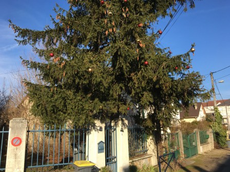 Sapin_Aline.jpg, déc. 2017 Sapin_Aline.jpg